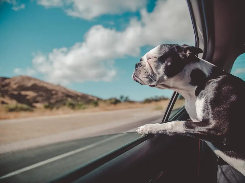 Chien qui bave en voiture pourquoi et solutions MonToutoo