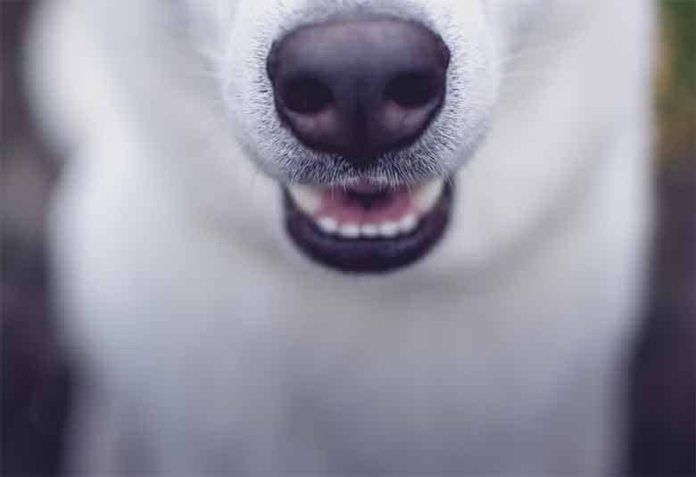 un chien avec de belles dents blanches