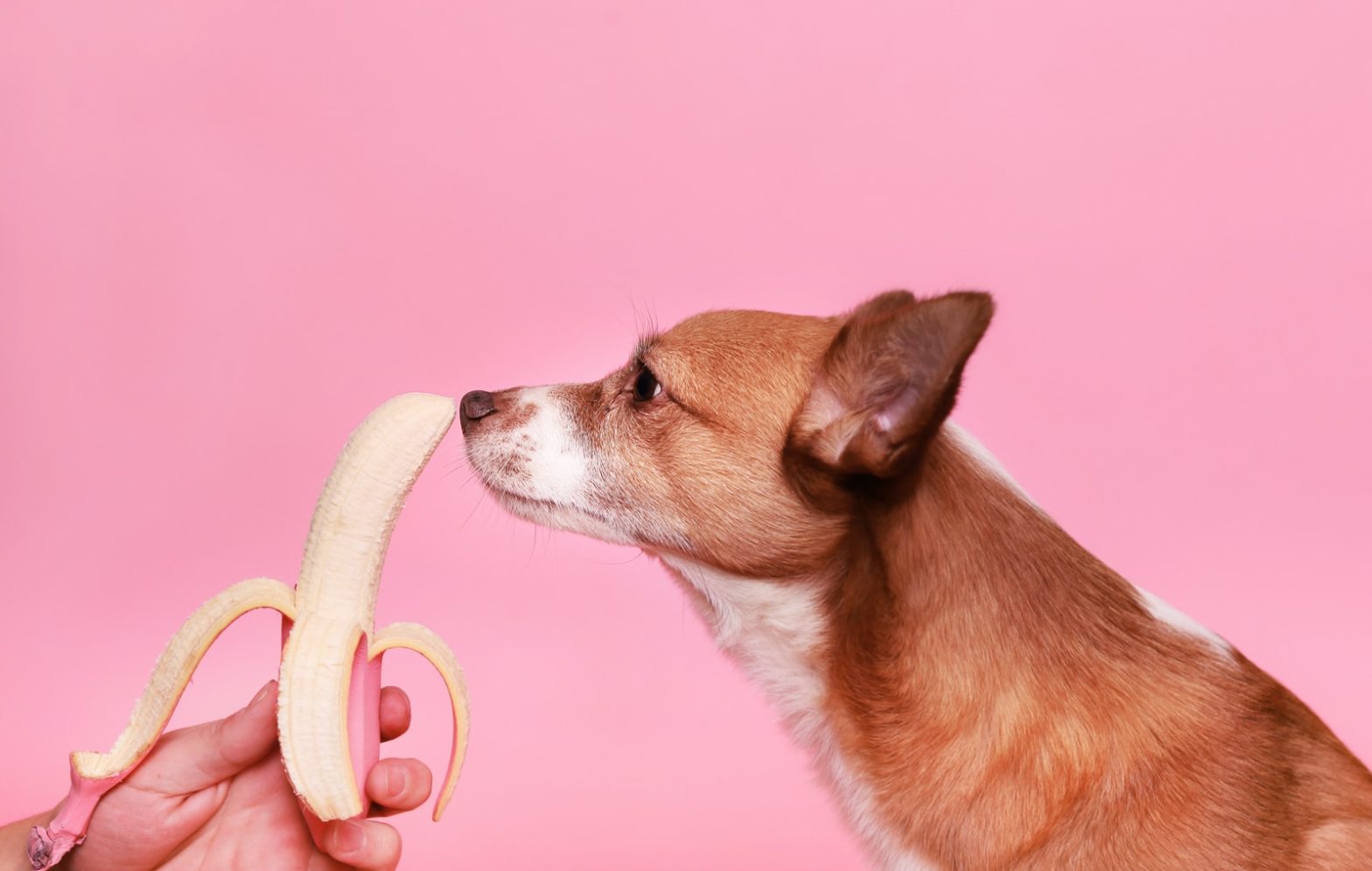 un petit chien renifle une banane