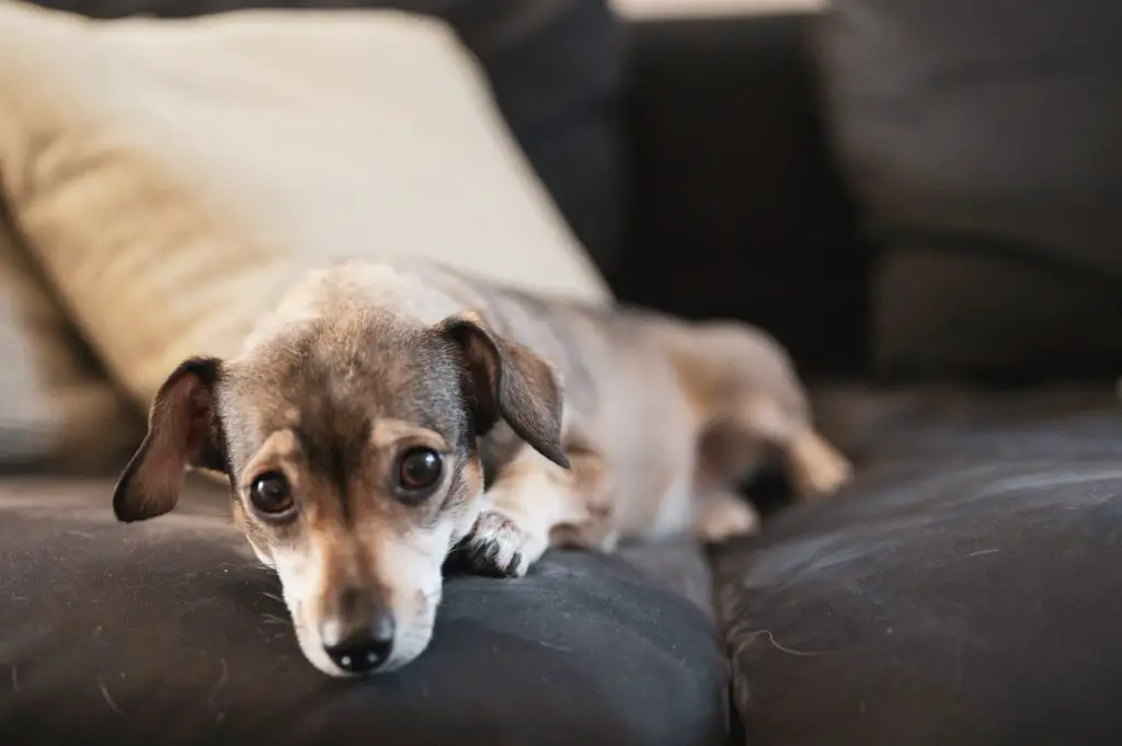 Le ventre de mon chien gargouille, comment le soulager MonToutoo Le ventre de mon chien gargouille, comment le soulager MonToutoo