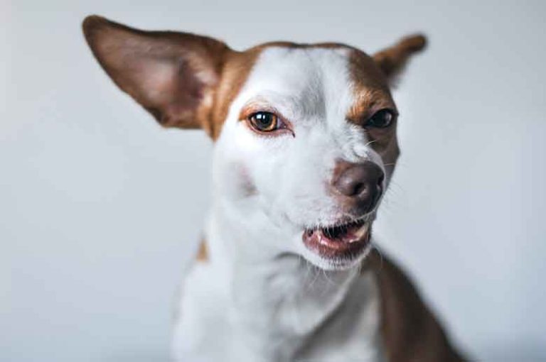 Petit chien qui n
