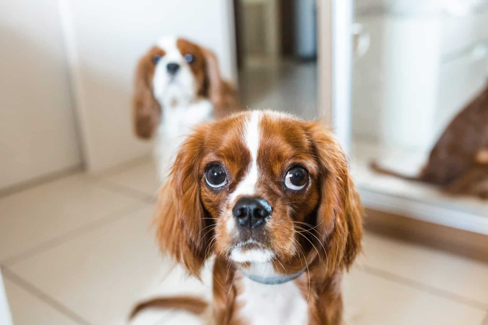 2 chiots Cavalier King Charles