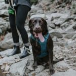 un labrador fait une pause pendant une randonnée