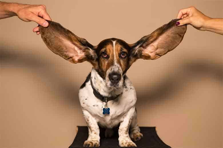un chien se fait gentiment tirer les oreilles