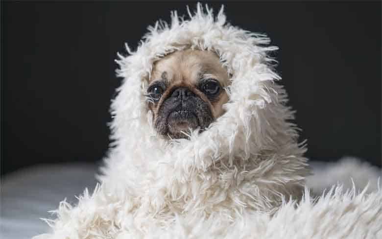 un chien qui a les oreilles protégées du froid