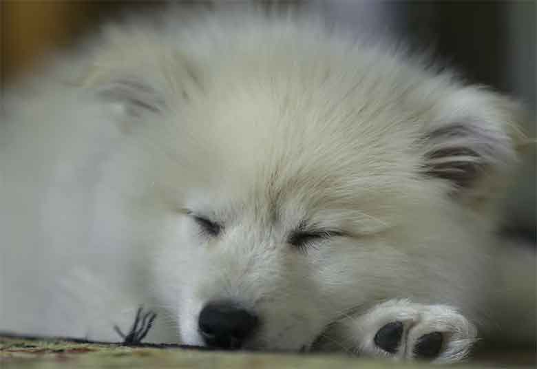 un chien qui rêve en dormant