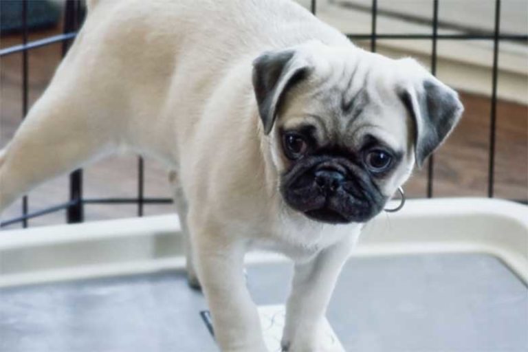 Un chien peut-il faire ses besoins dans une litière? - MonToutoo