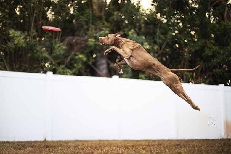 un chien saute pour attraper un frisbee