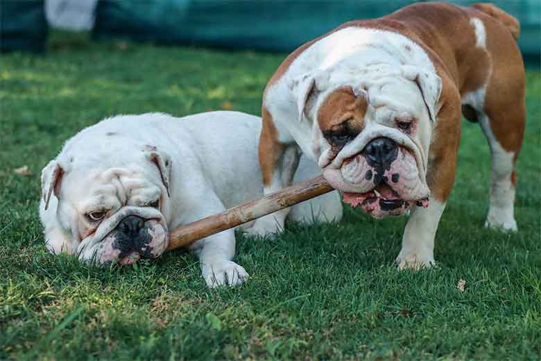 deux bulldogs male et femelle se disputent un baton