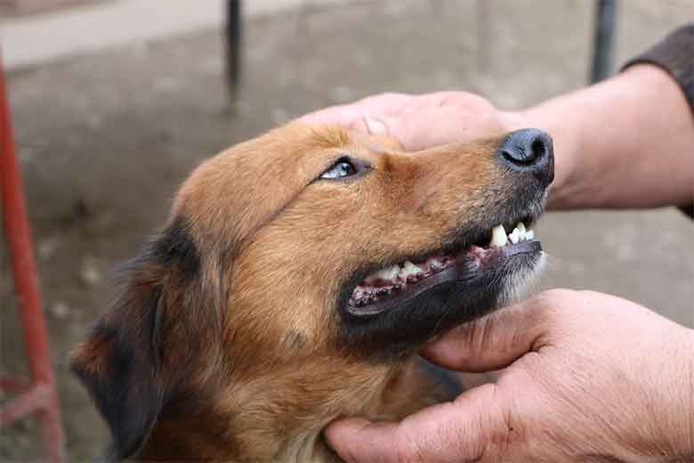 un personne examine les dents de son chien