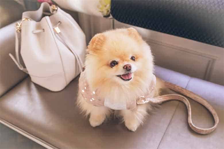 un chien assis à côté d'un sac à main