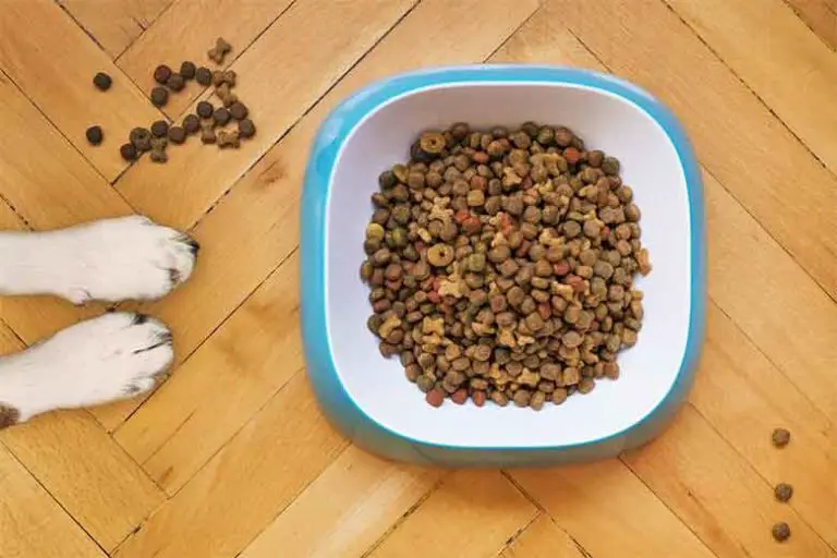 Mon chien ne veut pas manger dans sa gamelle, lui redonner l'envie de