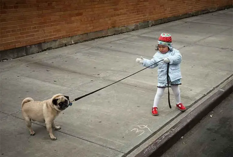 Mon chien ne veut pas sortir comprendre et gérer MonToutoo