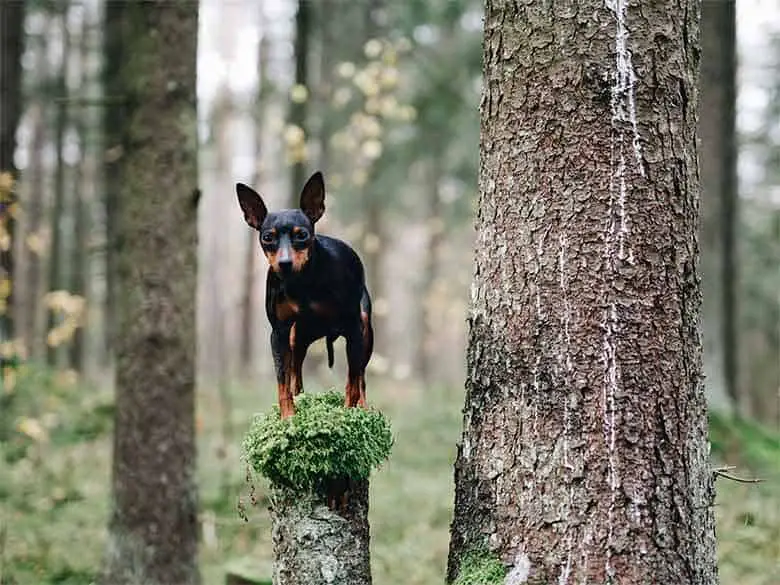 un pinscher nain en forêt