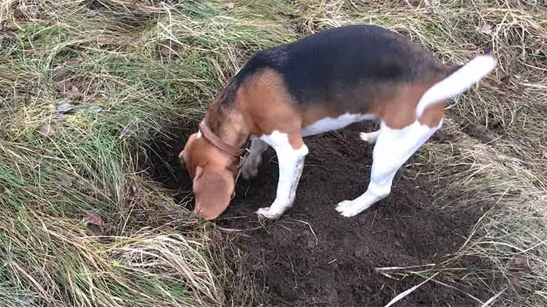 un beagle entrain de creuser