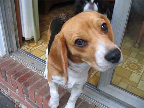 un beagle sur le seuil de la porte