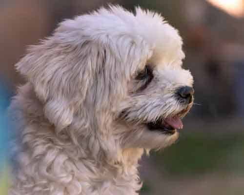 un bichon havanais blanc