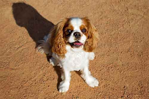 un cavalier king charles assis patiemment