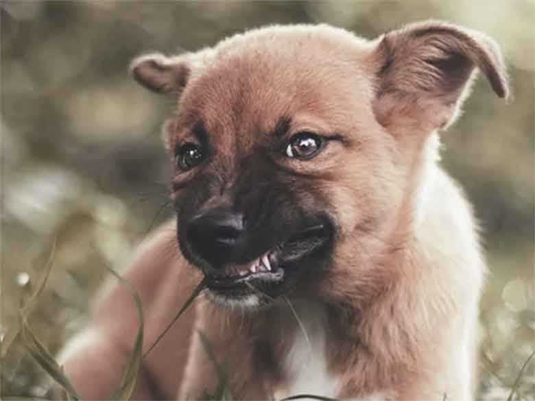 un petit chien montre les dents en signe d'agressivité