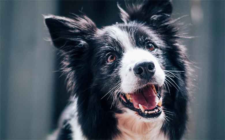 le border collie, un chien qui ne bave pas