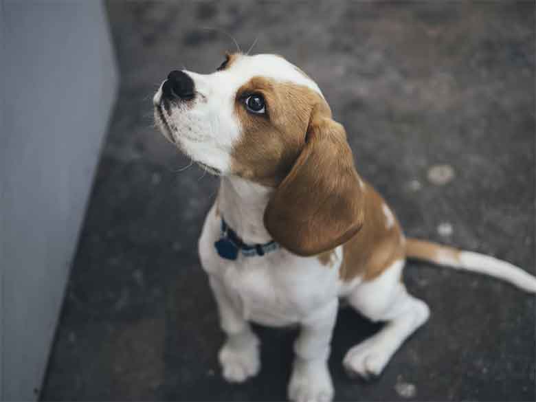 un beagle attend de sortir pour uriner