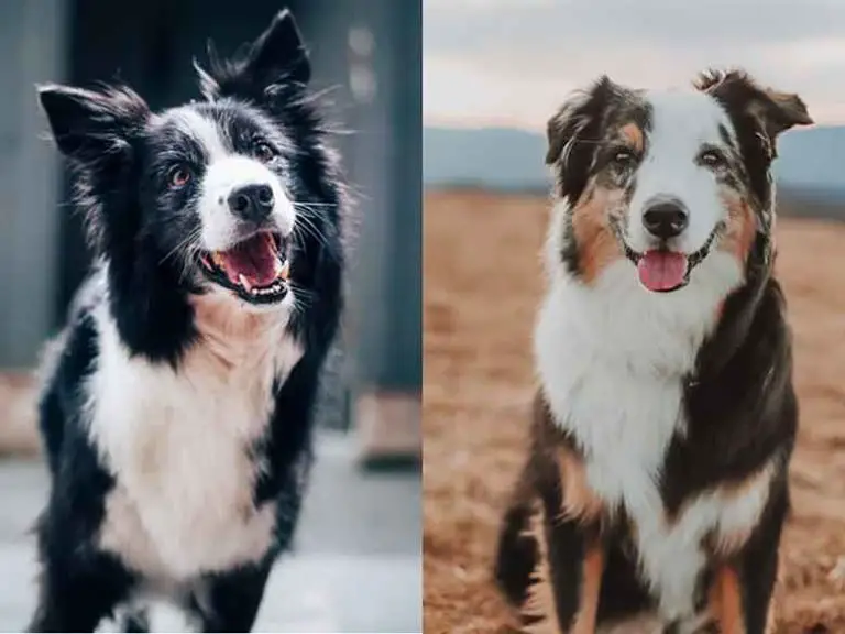 Border collie et berger australien les différences MonToutoo