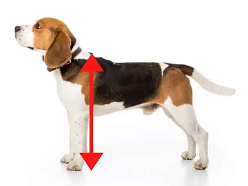 un beagle en position pour être mesuré au garrot