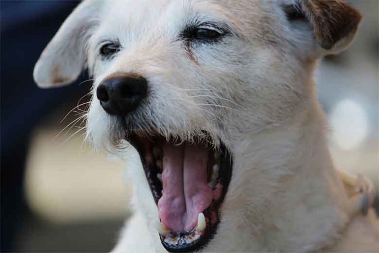 Mon chien déglutit sans arrêt, comment le soulager MonToutoo