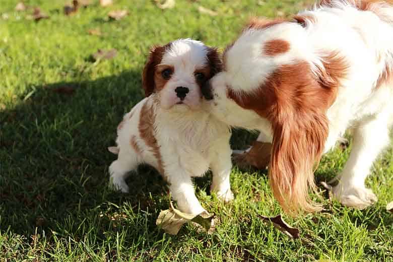 une maman cavalier king charles lèche son petit