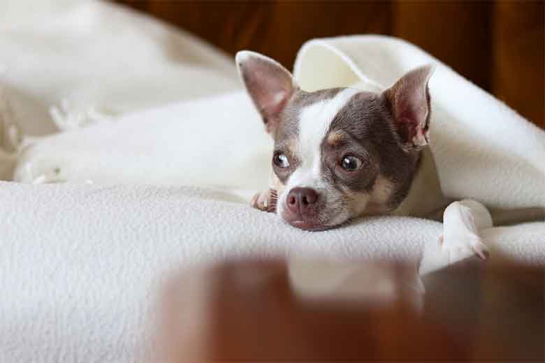 un chihuahua sous une couverture