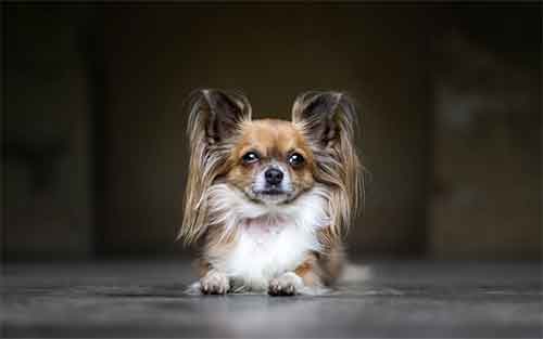 un papillon au regard espiègle