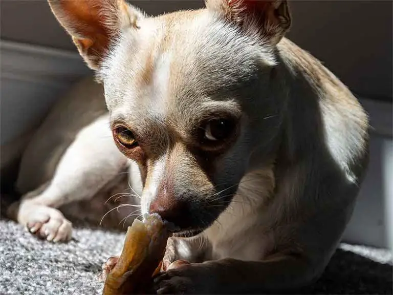 Que mange un chihuahua? Le bon régime alimentaire MonToutoo