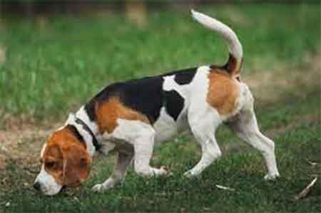un beagle renifle l'herbe