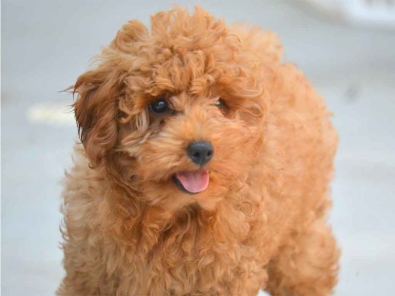 Caniche toy et nain abricot, tout ce qu