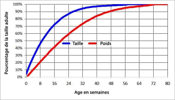 la courbe de croissance du caniche nain (taille et poids)