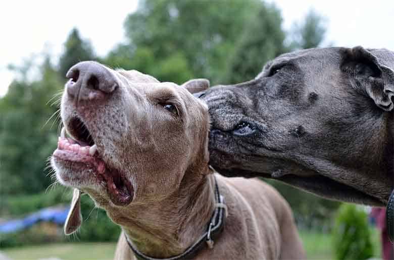 un chien nettoie les oreilles d'un autre chien