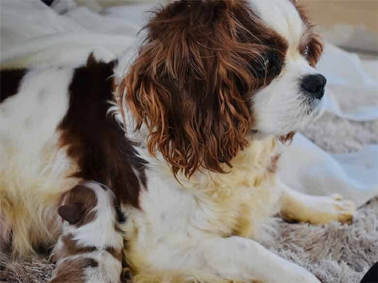 un bébé cavalier king charles tête sa mère