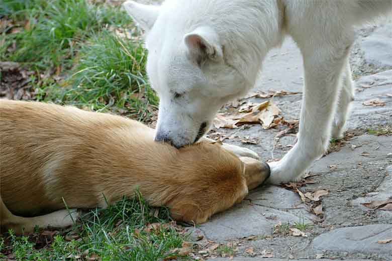 Un chien mordille tendrement l'oreille d'un chien allongé