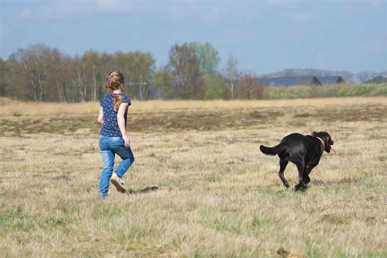 une jeune femme court après un labrador qui ne se laisse pas attraper