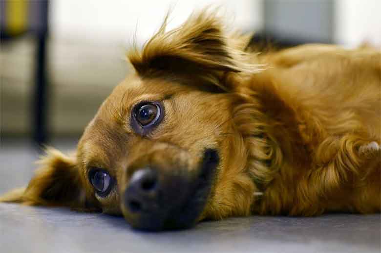 un chien refuse de sortir faire pipi