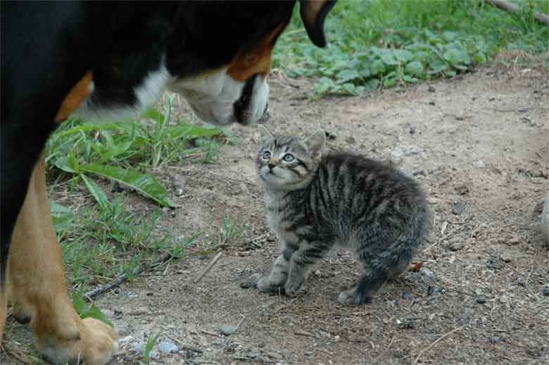 un chien s'approche dangereusement d'un chaton