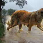 une chienne transporte son chiot par la peau du cou