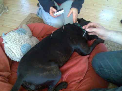 une séance d'acuponcture pour chien