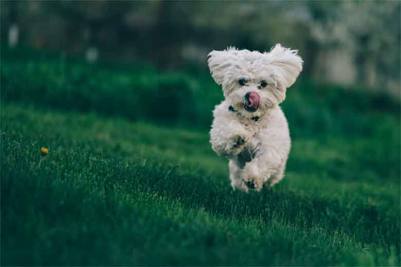 un petit chien court dans un champ