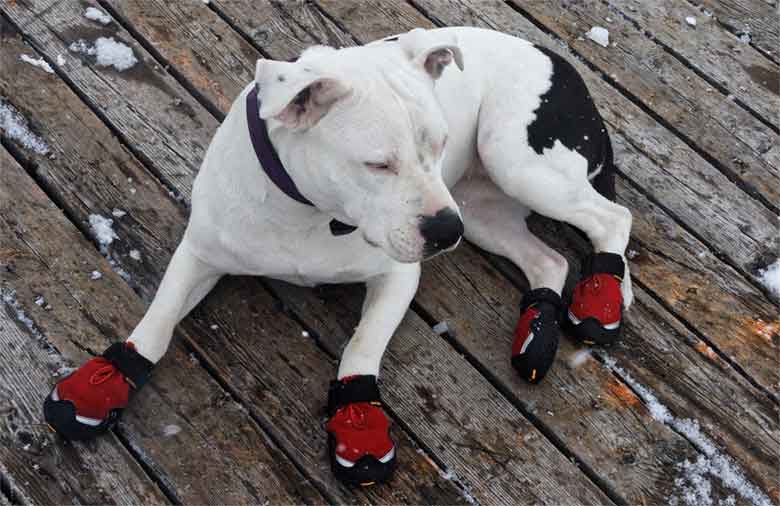 un chien porte des chaussons pour protéger ses coussinets