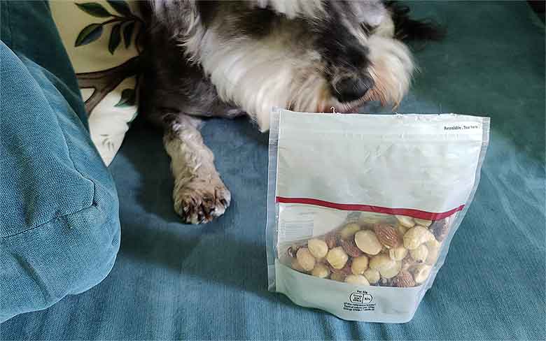 un chien renifle un paquet de noix de cajou