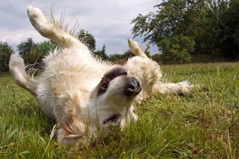 Pourquoi Mon Chien Se Roule Dans Le Caca Pourquoi mon chien se roule dans le caca? La réponse - MonToutoo