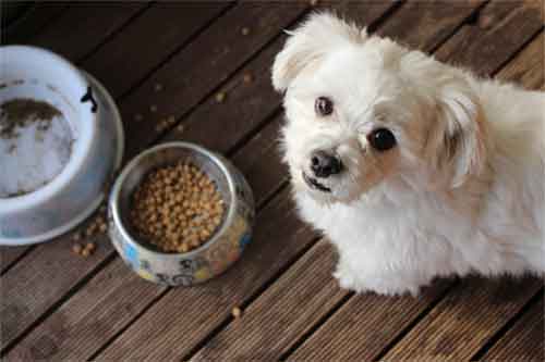 un petit chien refuse de manger ses croquettes