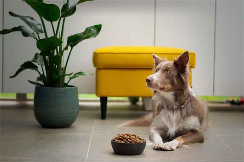 un border collie n'a pas touché à ses croquettes