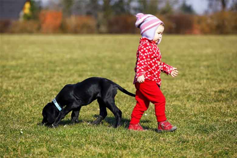 un chiot joue en promenade avec un enfant